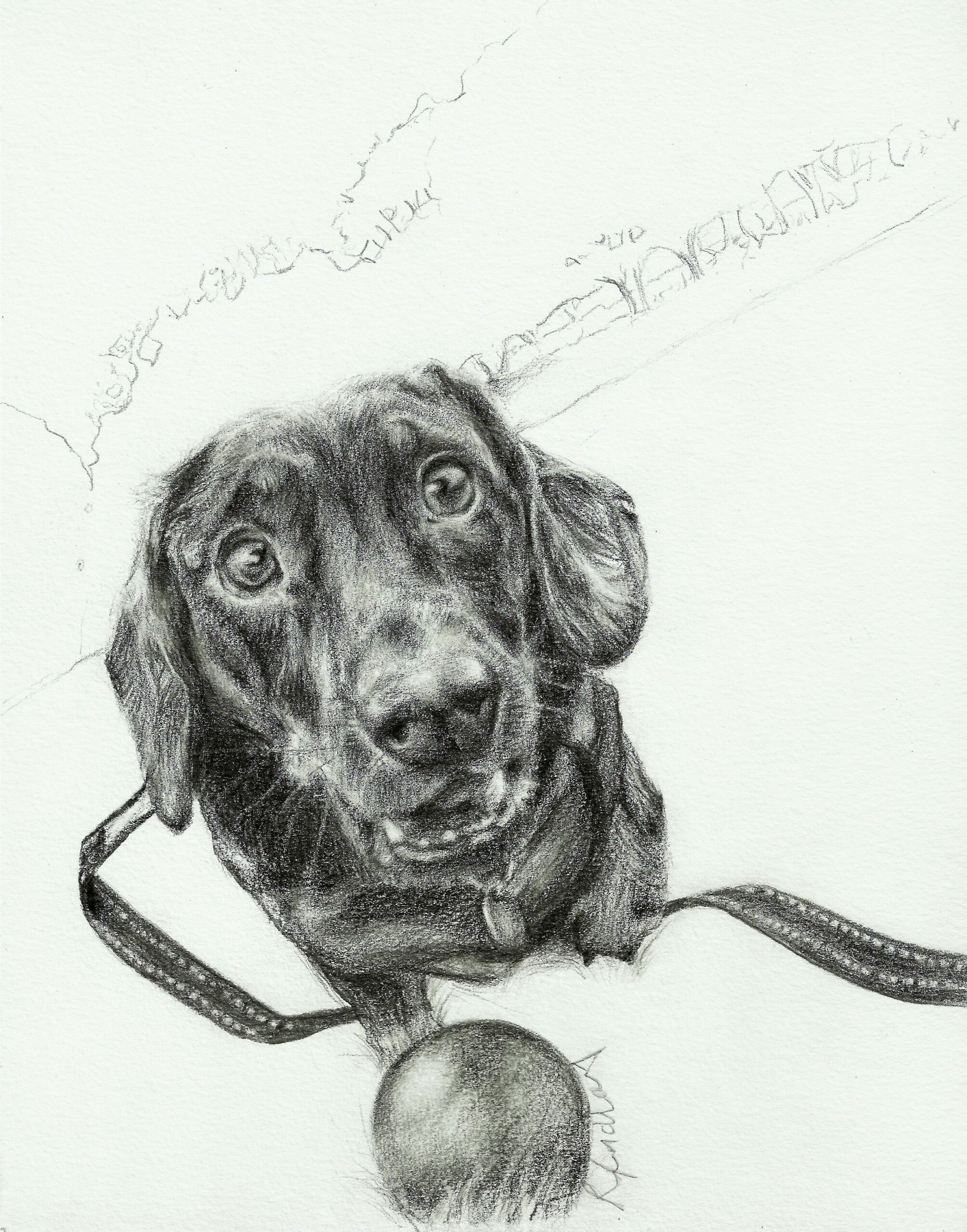This is a pet portrait commission done in pencil on paper. It shows a dachsund wih a ball.tha