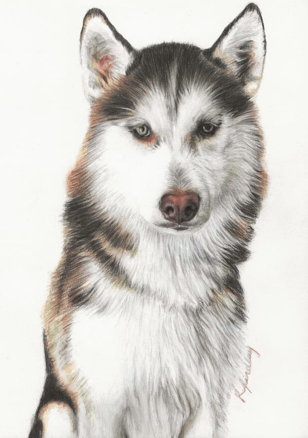 This is a pet portrait commission. It shows a husky dog.