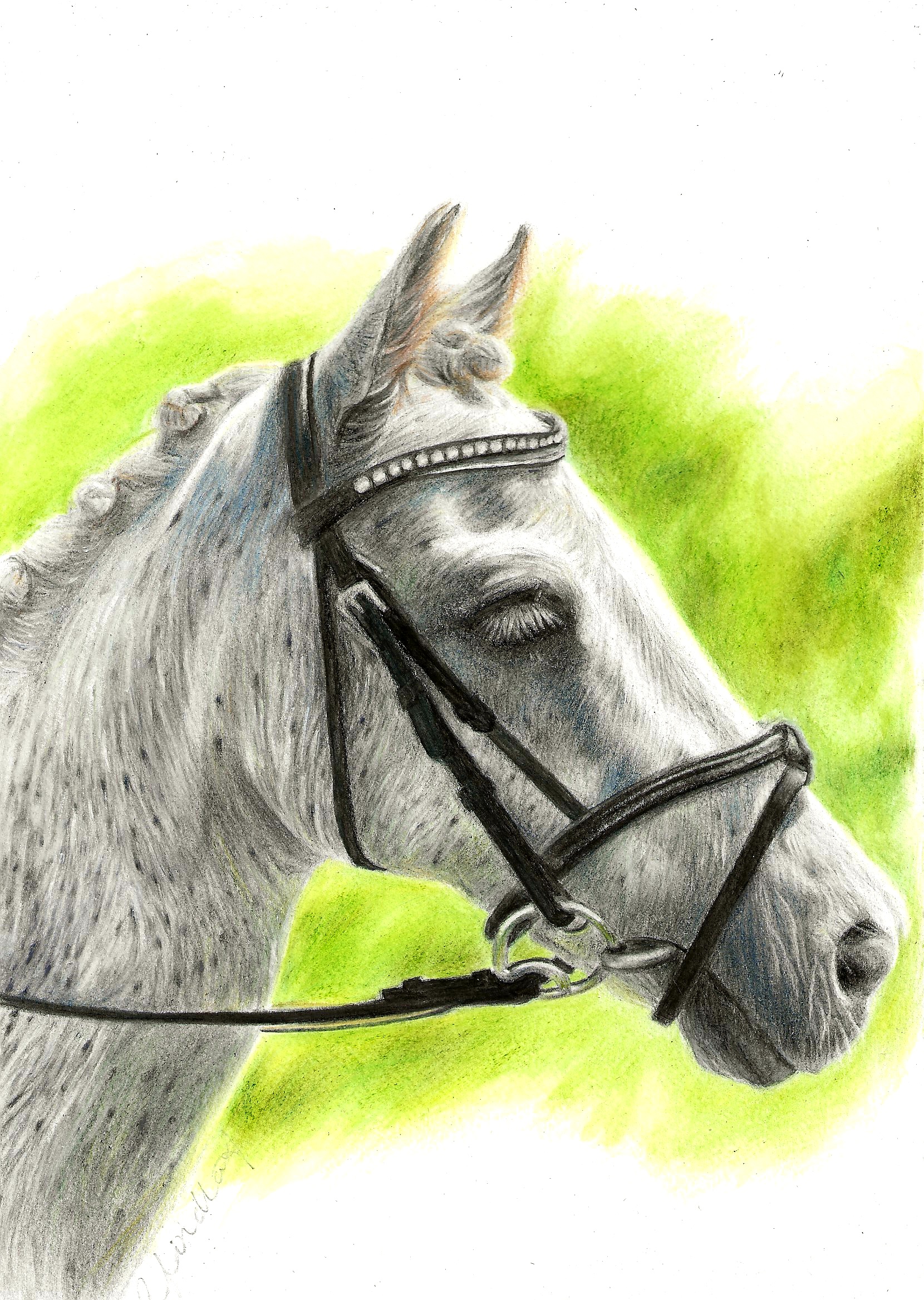 This is a pet portrait commission. It shows the head, in profile, of a horse.