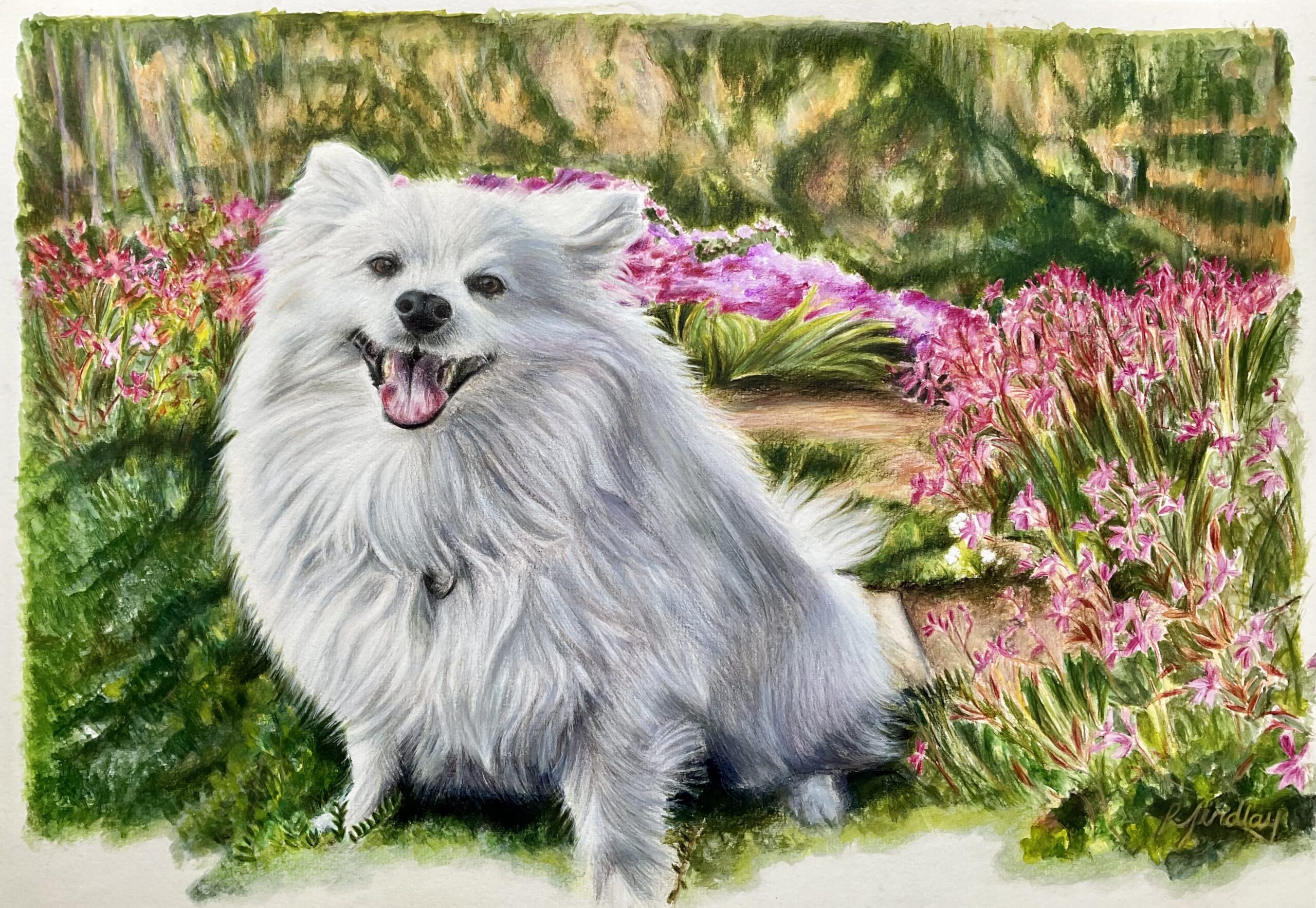 Portrait of an American Eskimo dog done in mixed media