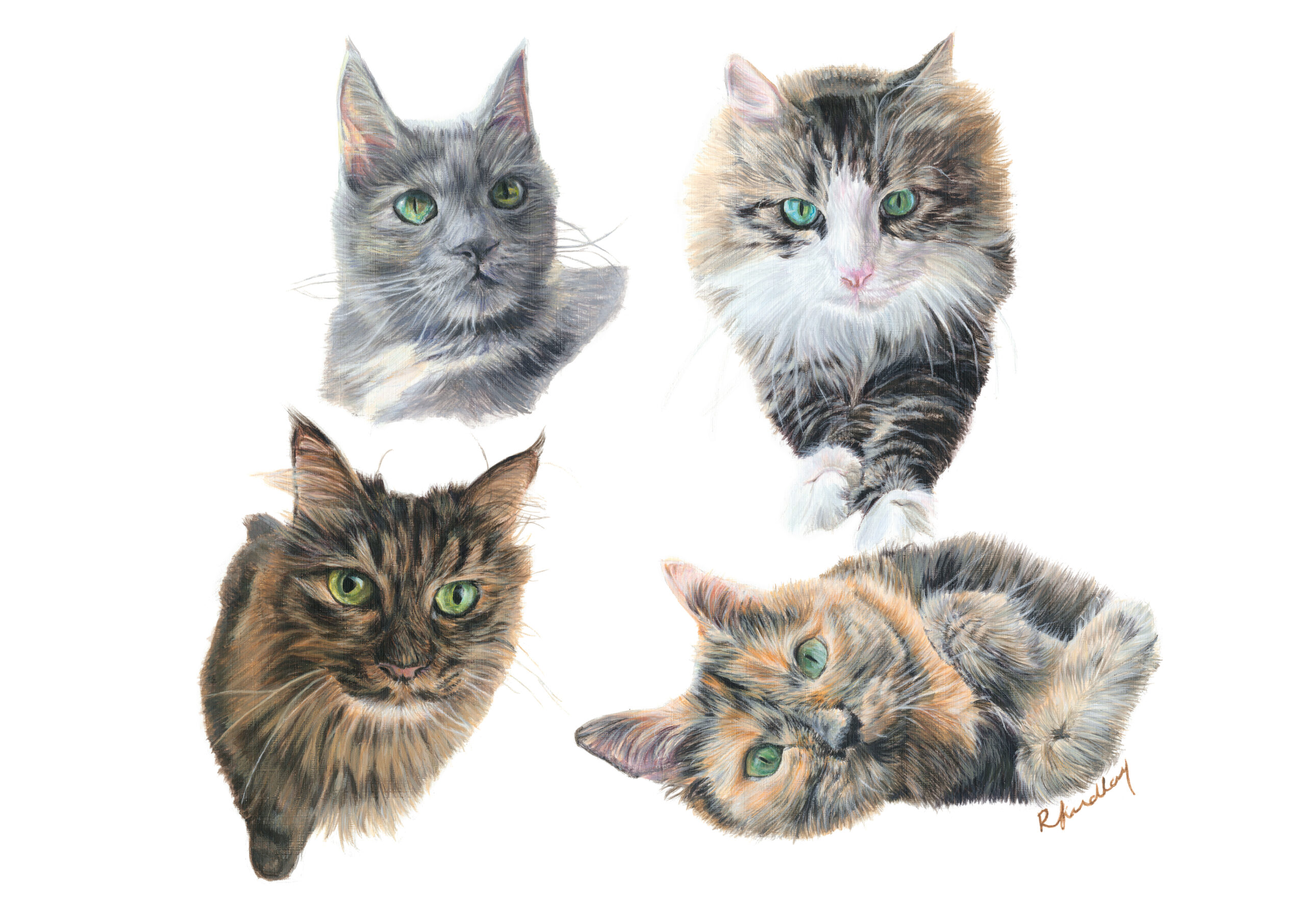 4 realistically painted cats on A3 paper on A3